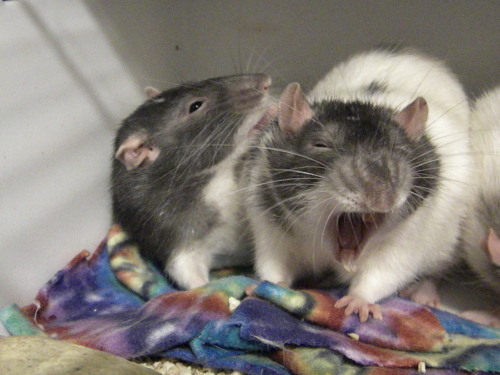 turntonator:A compilation of photos of my rats yawningI love rat yawns - they look so dramatic (Also