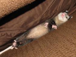 opossummypossum:  Athena owns the couch now. (Thank you Illuska) 