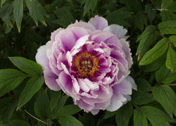 hazelcat13:Tree Peony 2016