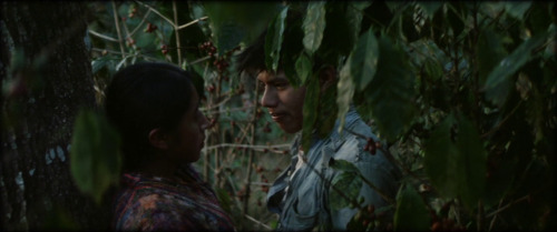 ixcanul (jayro bustamante, 2015)