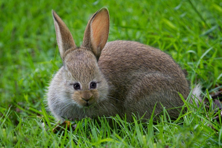tastefullyoffensive:  Animals with front-facing eyes are the stuff of nightmares.