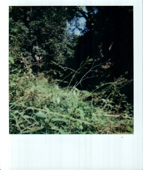 Recently Got A Working Polaroid Sun 600 And It Has Become My Favorite Camera That I Have At The Moment