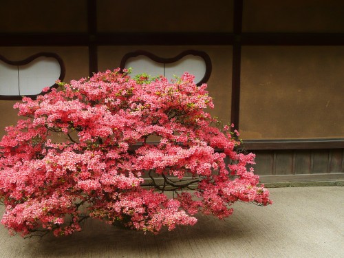 neo-japanesque: 街画ガイド 詩仙堂 丈山寺 入り口（1） entrance to a shisen-do jozanji temple  京都 詩仙堂 丈山寺 shisen-do jozanji temple, ichijoji monguchi town, sakyo ward, kyoto city, kyoto prefecture, japan 