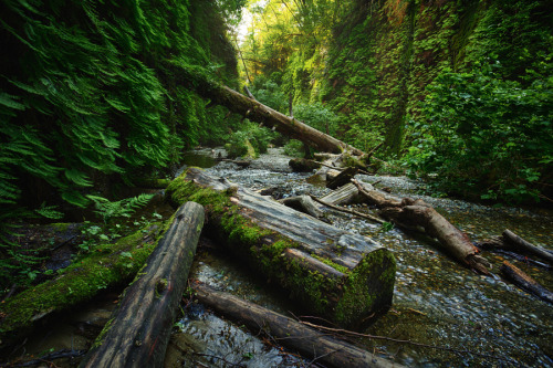 btruono:Fern Gullies