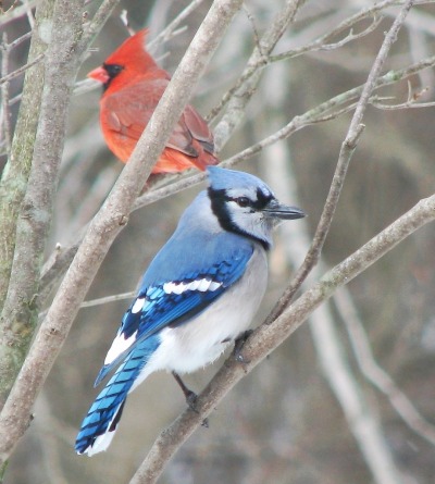 clickbeetle:clickbeetle:i love seeing cardinals and bluejays together i’m always like “hehe.. evil siblings”this is what i’m all about babyyyyy