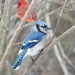 clickbeetle:clickbeetle:i love seeing cardinals and bluejays together i’m always like “hehe.. evil siblings”this is what i’m all about babyyyyy