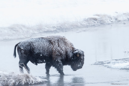 montanamoment - Bison crossing. Find your #MontanaMoment in...