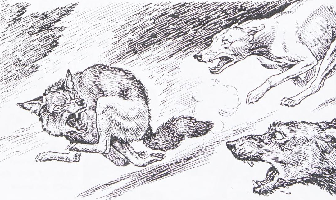 From Coyotes, written / illustrated by Wilfrid S. Bronson and published in 1946.