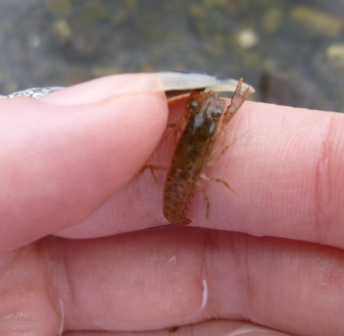 Look at this tiny little crayfish! It’s smaller than my thumbnail.In the last two pictures you can s