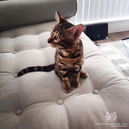 catsofinstagram:From @bengal_luna: “I am almost 3 months old” #catsofinstagram [source: 