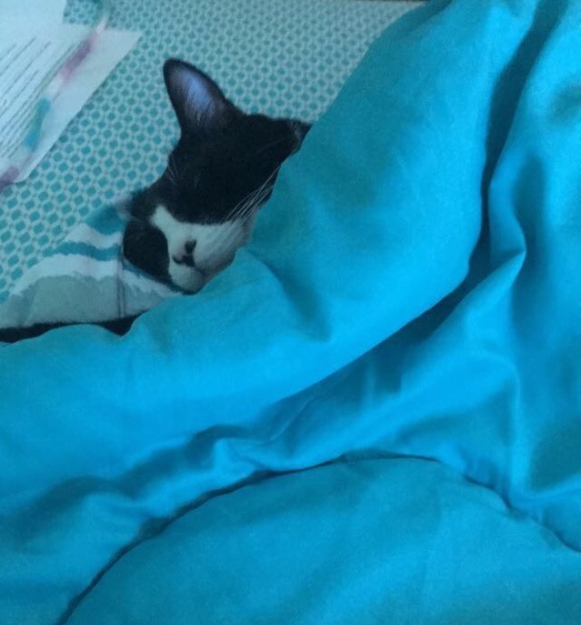 fuckyeahfelines:  he sleep(submitted by  mijime)