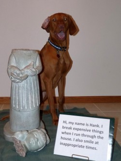 dogshaming:  Off with her head!Hi, my name