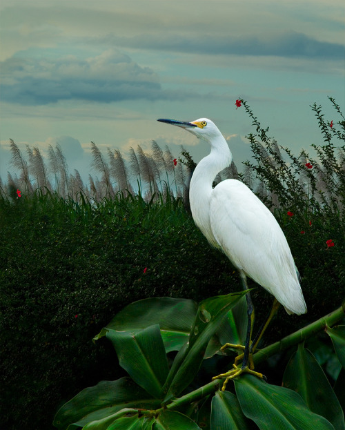 crossconnectmag:Envision Habitat - Composite Photographs by Cheryl MedowCherly Medow is a very patie