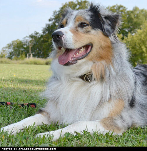 aplacetolovedogs:  Happy Aussie dog Tigger is grrrrrrateful for another beautiful day! Can’t you tell by the gorgeous smile? @happy_aussie For more cute dogs and puppies