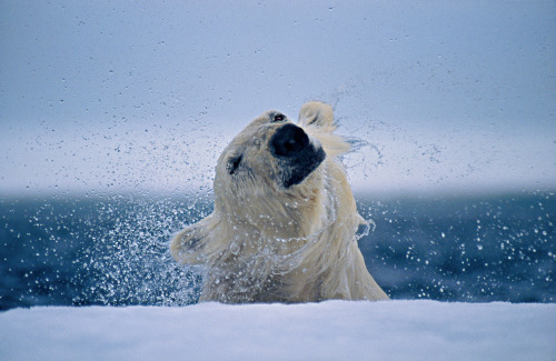 Porn Polar bears photographed by Paul Nicklen. photos