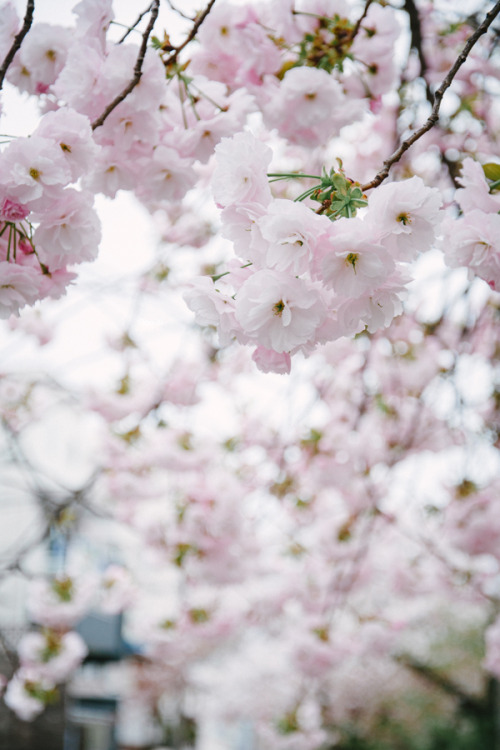 薄春色2015年、立会川緑道。ソメイヨシノが終わってそろそろ里桜などの八重桜が見ごろになりますね。これは里桜の種類で「一葉」というのらしく、「イチヨウ」と札がついているのだが「イチョウ」に見えてしまっ