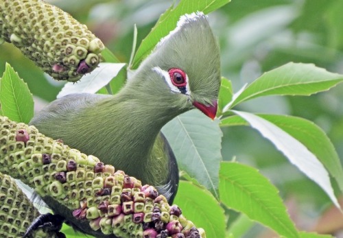 The Knysna Turaco, Also Known As The Knysna Loerie, Is A Large Turaco Species Primarily Found In Southern