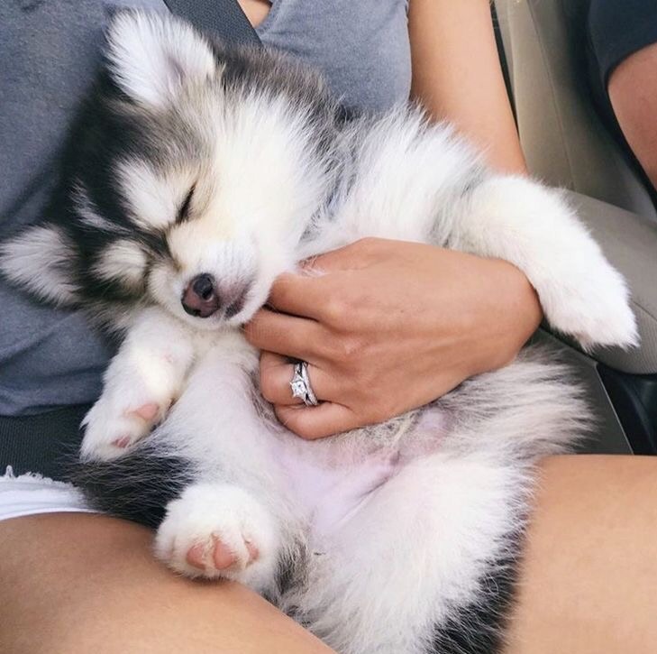 My Art. My Choice. — aww-so-pretty: I love husky puppies