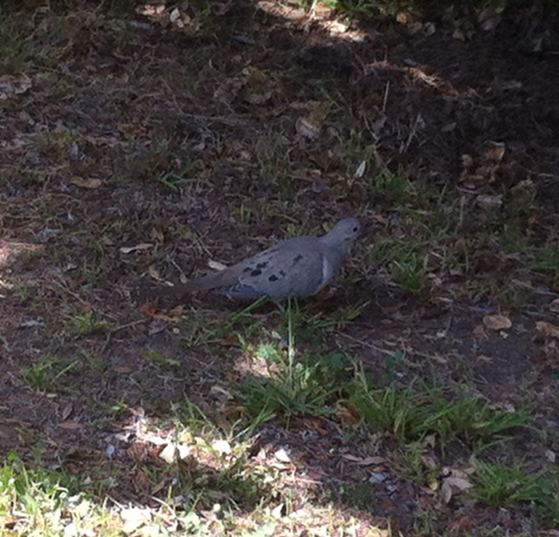 Chloe and I were walking home today and came across a little mourning dove chilling