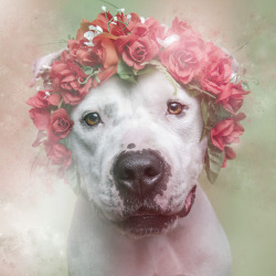 calamitytits:  moon83:  Flower Power by Sophie Gamand O objetivo da série ‘Flower Power’ é desmistificar a imagem perigosa e agressiva criada em torno dos cães da raça Pit Bull:  &ldquo;I realized pit bulls were always portrayed in very urban,