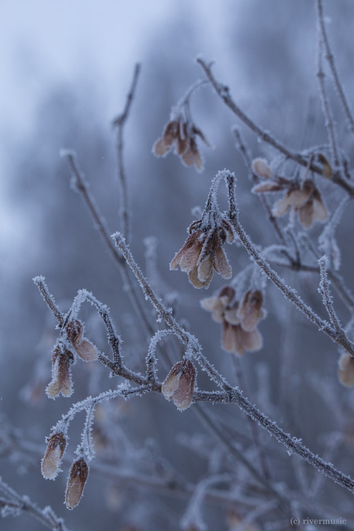 Pale Frosty Light: Amur maple samaras encrusted with frostriverwindphotography, December 2017