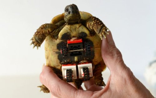 digitalramen:   Dr. Plischke gave “Blade” back his freedom, watch him go in this video.