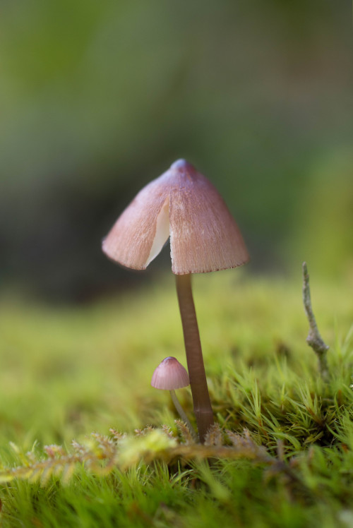 Teeny Tiny Mushies