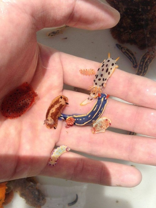 anoceanloverworld:Different types of nudibranches. Nudibranches are colorful sea slugs.