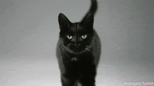 bloodykuroneko:   BLACK CATS!   os gato fugino ai krl pega!! 