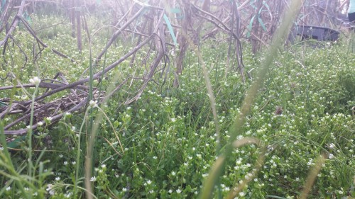 kihaku-gato: bambuita: Walked around the garden today to check how things are looking, since I will 