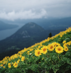 definitelydope:  Dog Mountain In BloomBy Danielle Hughson