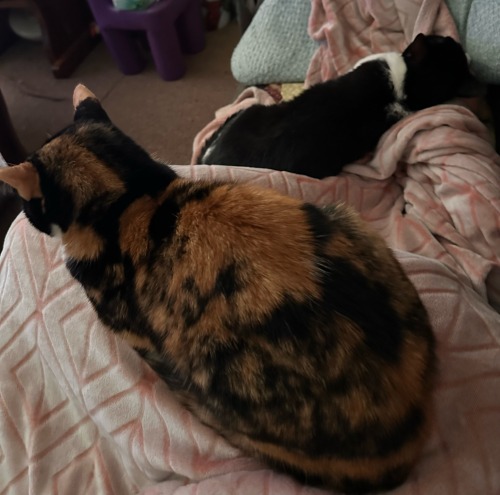 Todays My Brothers Birthday, So I Shall Be Posting His Cats Buttercup & Sylvester
