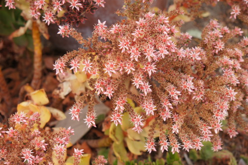 Aeonium Flowers (by flora-file)