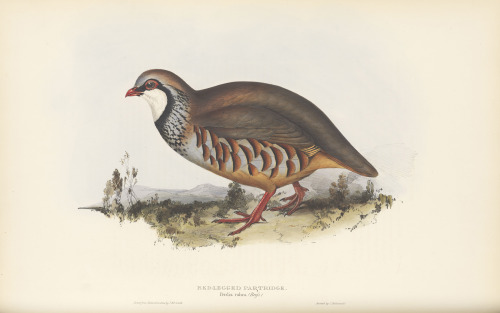 Selections from The birds of Europe v.04, 1837. Author, John Gould. Plates drawn from life and on st
