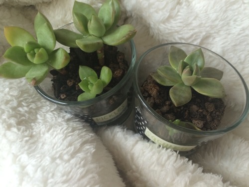 sadbabygirl:  pickles and sachiko aka my lil sprouts 