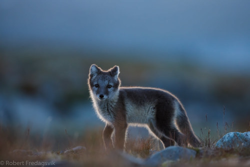 Fjellrev - Arctic fox - Explored by Robert Fredagsvik - Norway Photo from central Norway https://fli