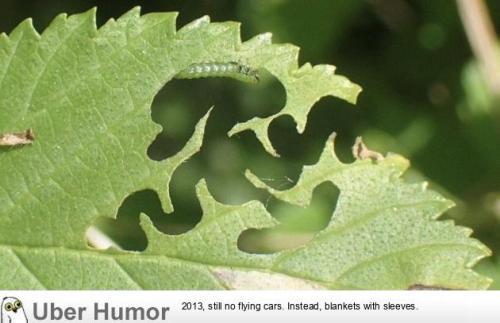 This caterpillar eating a leaf but all I can see is Squidward’s interpretive dance ift