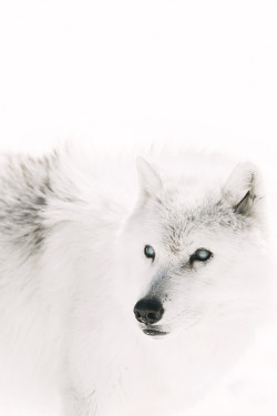 luxuryera:  Winter is Coming.Photographer: Ben