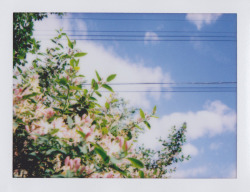 inthisrealityortheother:Springtime Polaroids.