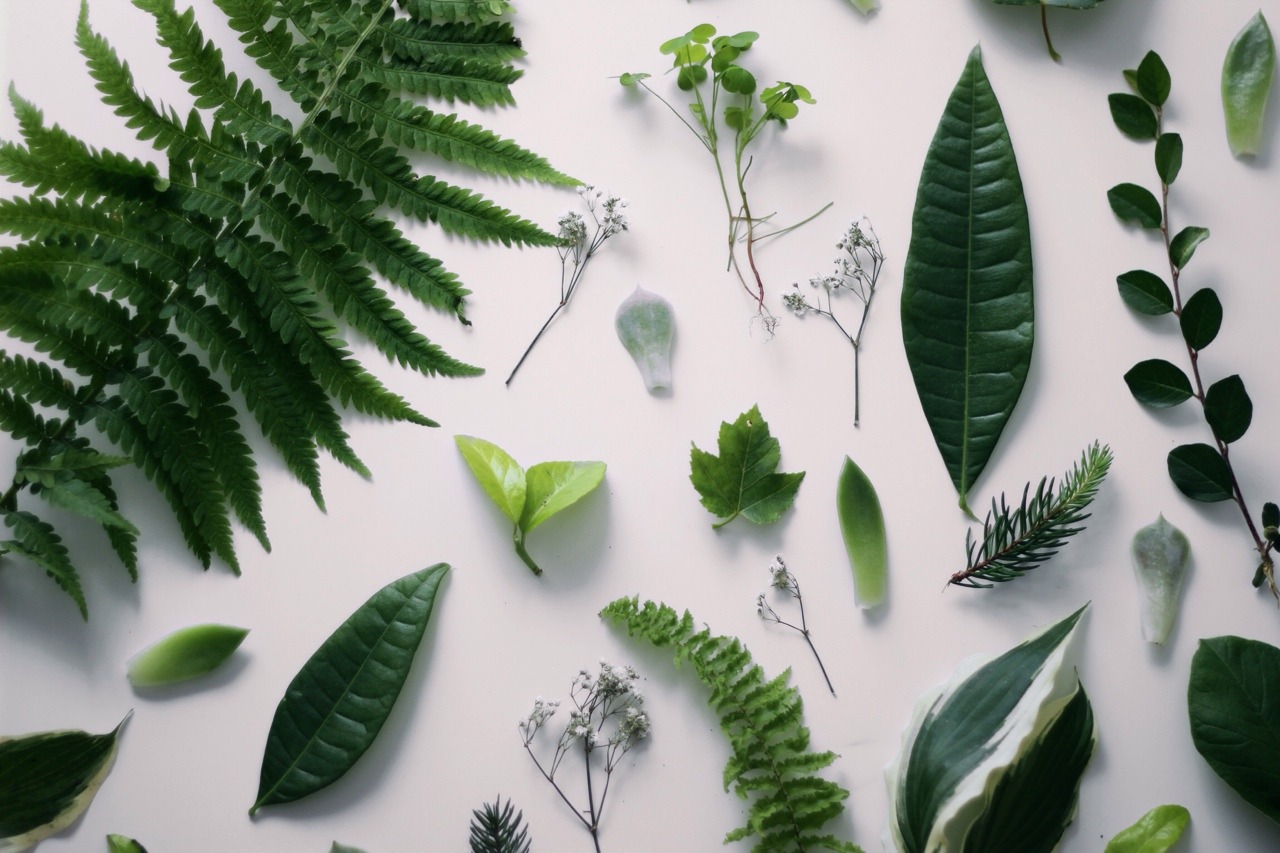 jarcup:  Different leaves throughout my garden. 