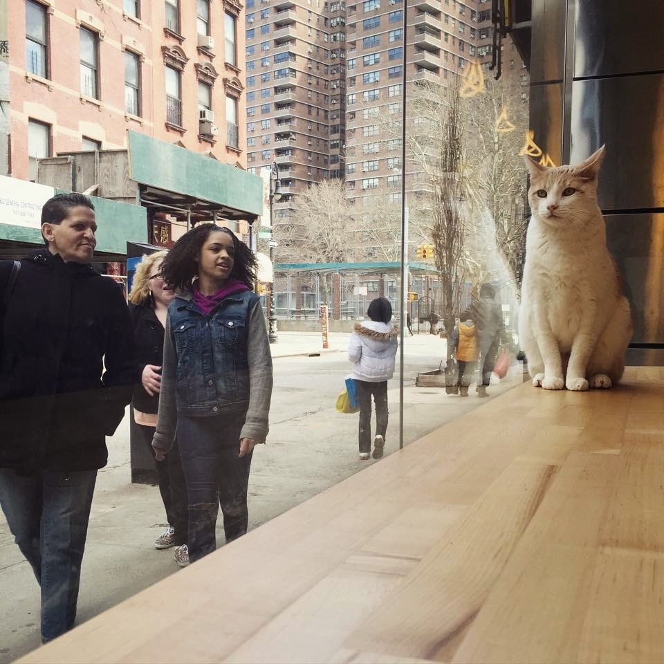 tinyredbird:  dogsandtheirbuddies:Meow Parlour is New York City’s first cat café,