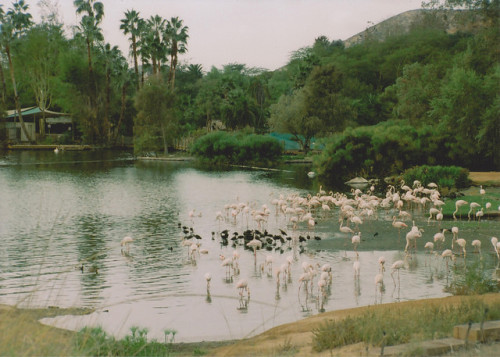 flamingo lagoon on Flickr.