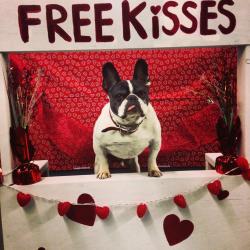 dailyfrenchie:  Pete is ready for Valentine’s