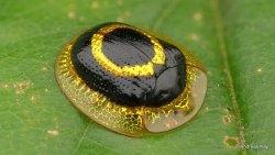 end0skeletal: Tortoise Beetles by  Andreas Kay