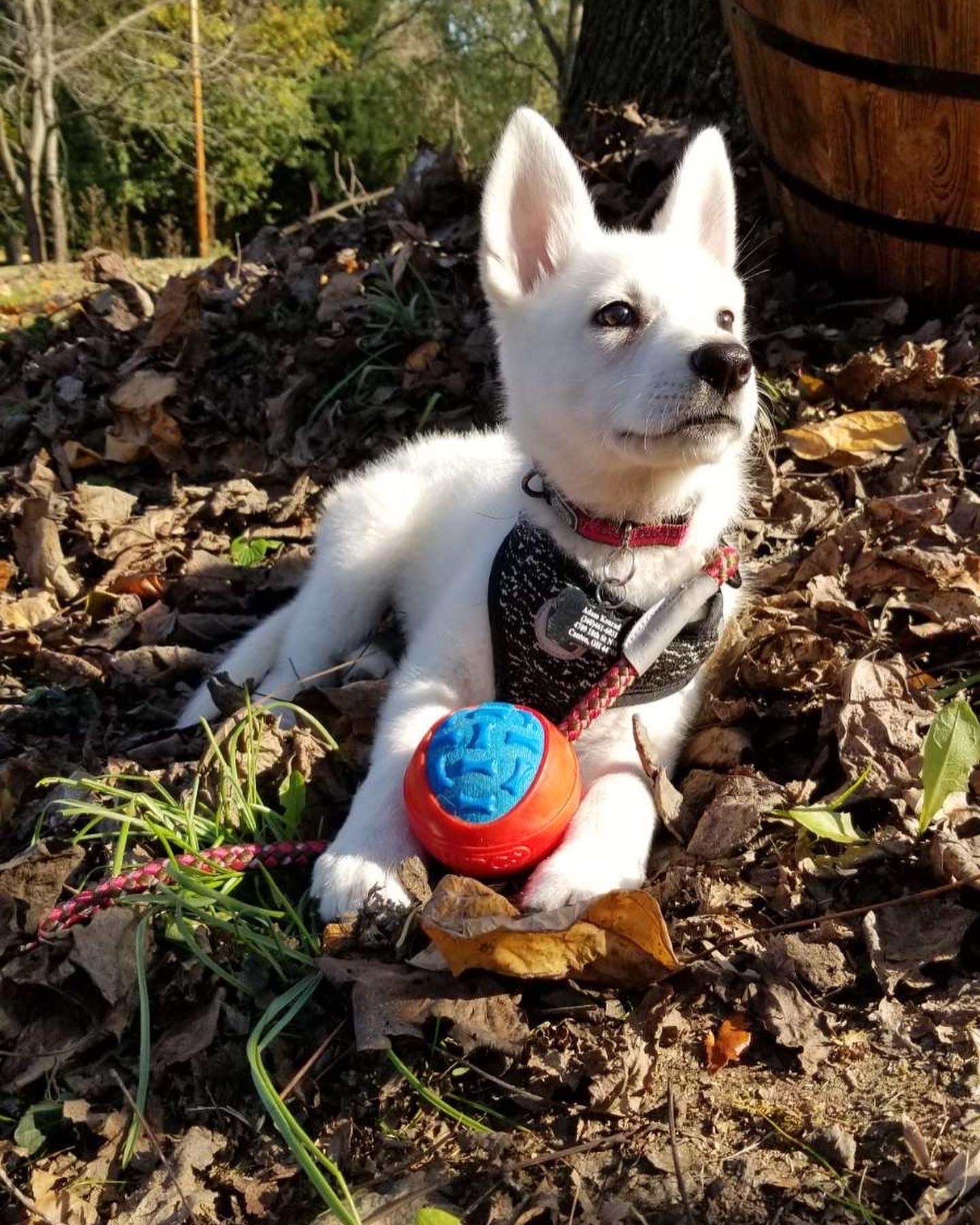 Astrid is 6 months old today! She’s growing so fast is such a sweetheart, she’s