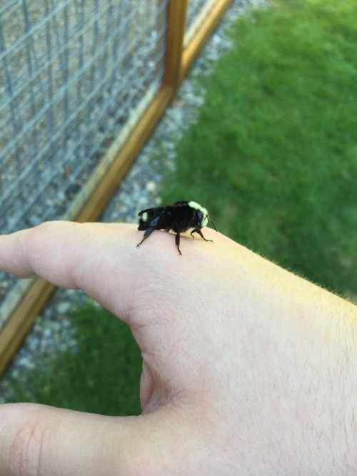 check out this bigass bee on my hand