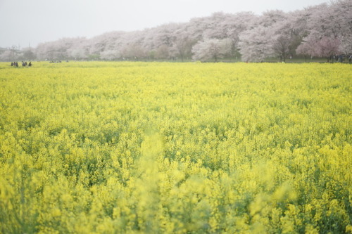 念願の権現堂の桜と菜の花です。 お天気が悪い事はわかっていたけど この日に行かないと 今年はもう見られないので 思い切って行ってきました。 案の定、あいにくのお天気だったけど 滞在中は大丈夫でした。 