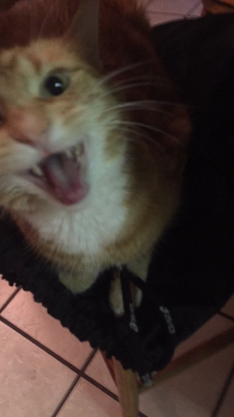 unflatteringcatselfies:  This is autumn, she loves nothing more than to scream whenever