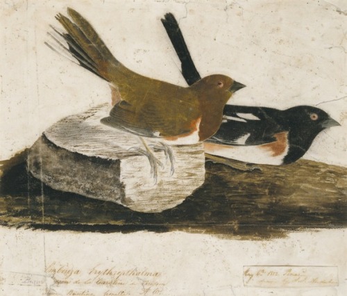 Towhee Bunting, John James Audubon, 1812, Smithsonian: American Art MuseumSize: sheet: 9 3/8 x 11 1/