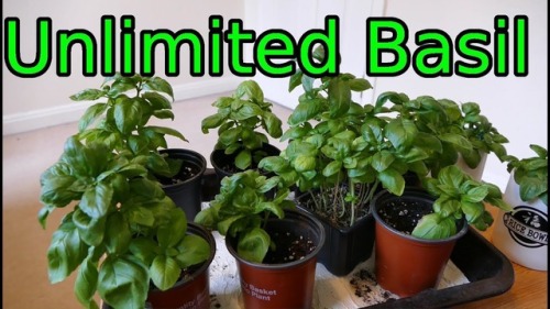 teamvoorhees2: Basil is very easy to grow. It does need bigger pots the bigger they get though. Or p